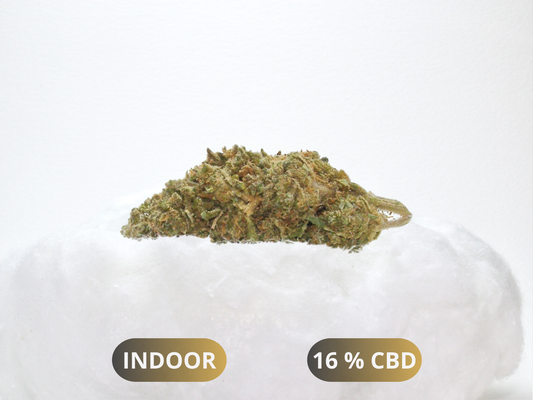 Sour Diesel CBD Indoor Hydroponie 🔥 : arômes diesel, épicé & noisette, touche aigre/musquée. CBD ~16 %, THC ≤ 0,3 %. Sélection premium Cloud Store CBD.