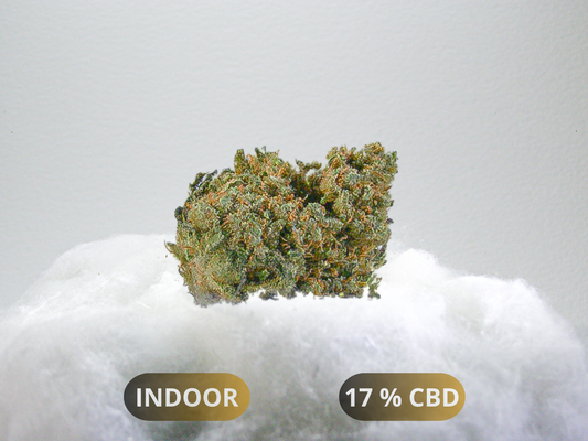 Fleurs Amnesia US CBD Indoor Hydroponie – buds compactes au profil citrique