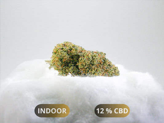 Fleurs Blue Gelato CBD Indoor Hydroponie – buds denses aux arômes myrtille et agrume