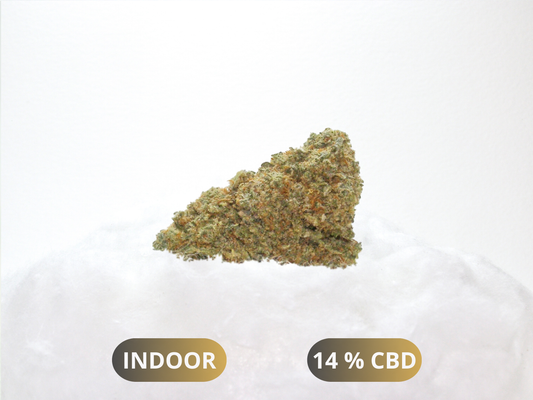 Fleurs Citrus Kush CBD Indoor Hydroponie – buds denses calibre moyen Cloud Store
