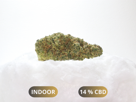 Fleurs Rainbow x GP3 CBD Indoor Hydroponie – buds denses fruités et tropicaux