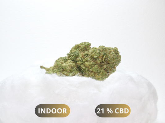 Fleurs Snow OG CBD Indoor Hydroponie – gros buds denses clairs et violacés