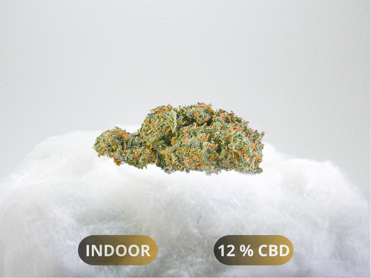 Fleurs de Strawberry Diesel CBD Indoor Hydroponie – buds denses aux reflets pourpres